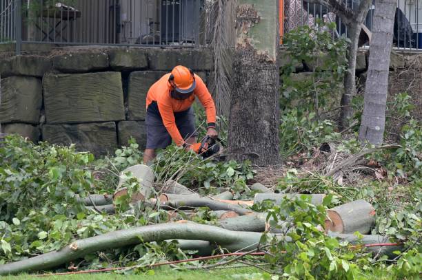 Tree Root Removal